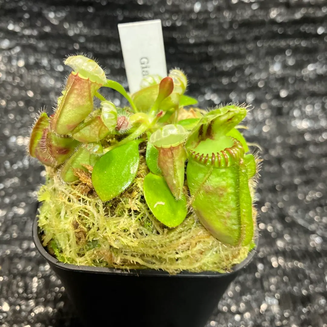 2026年最新】セファロタス giantの人気アイテム - メルカリ