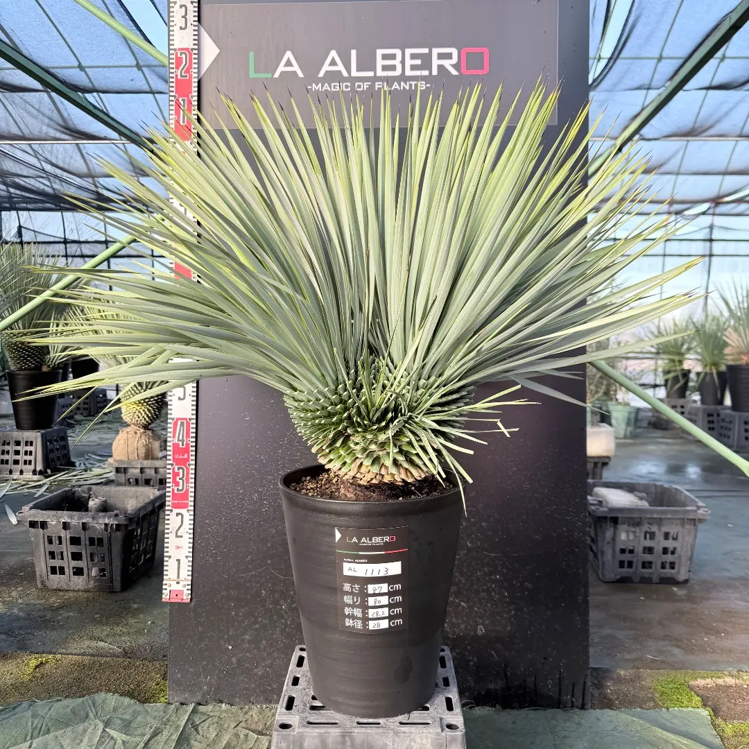 2026年最新】ロストラータ ヘッドの人気アイテム - メルカリ