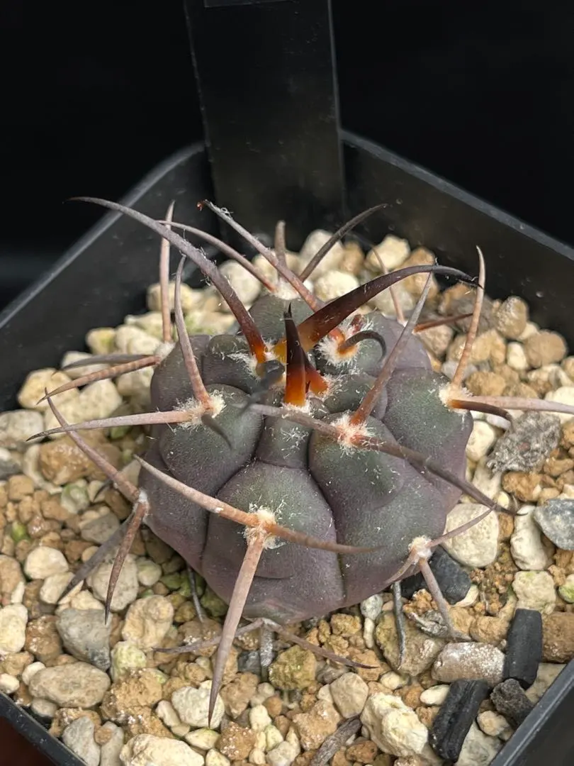 2026年最新】守金魔天竜の人気アイテム - メルカリ