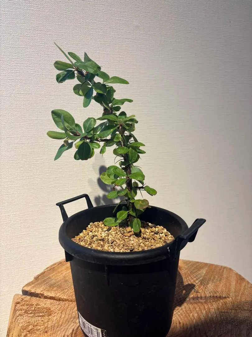 2026年最新】フォークイエリア ファシクラータ 実生の人気アイテム