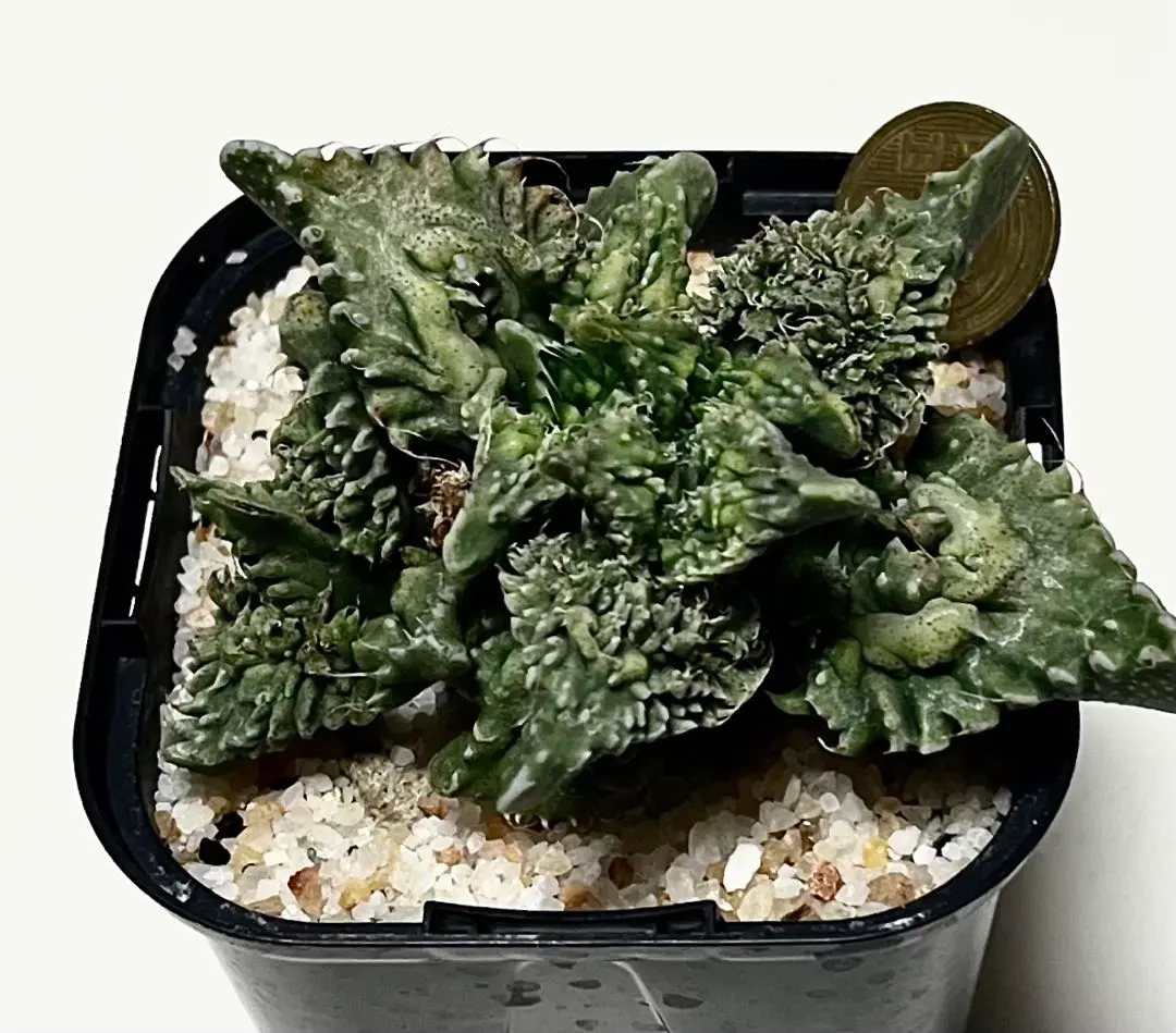 2026年最新】Faucaria フォーカリア 多肉植物の人気アイテム - メルカリ