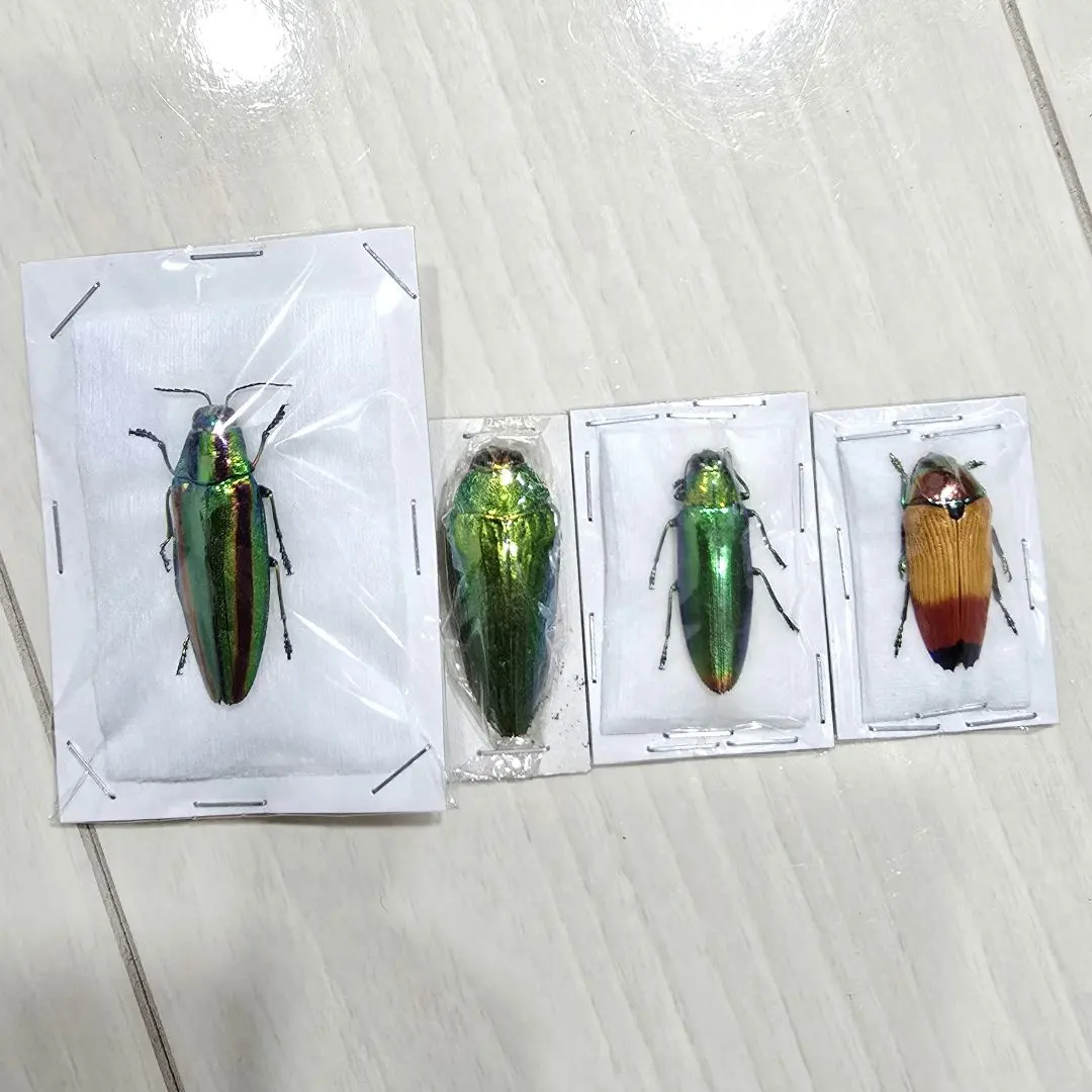 2026年最新】標本 昆虫 タマムシの人気アイテム - メルカリ