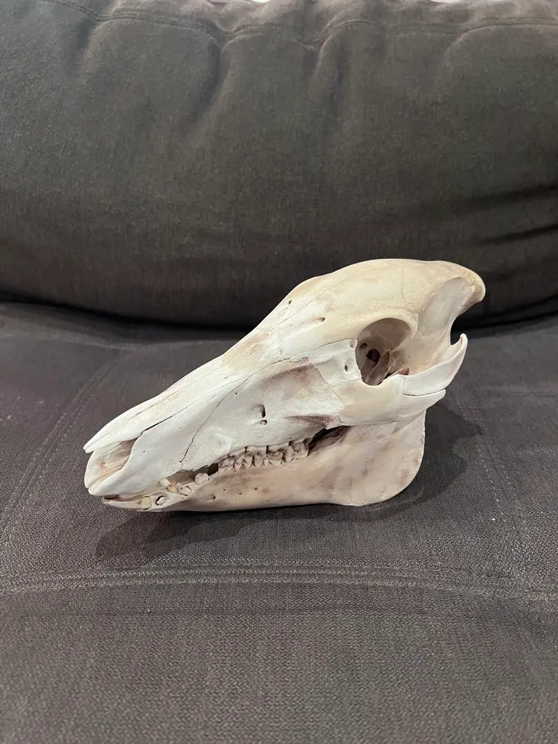 2026年最新】イノシシ 頭骨の人気アイテム - メルカリ