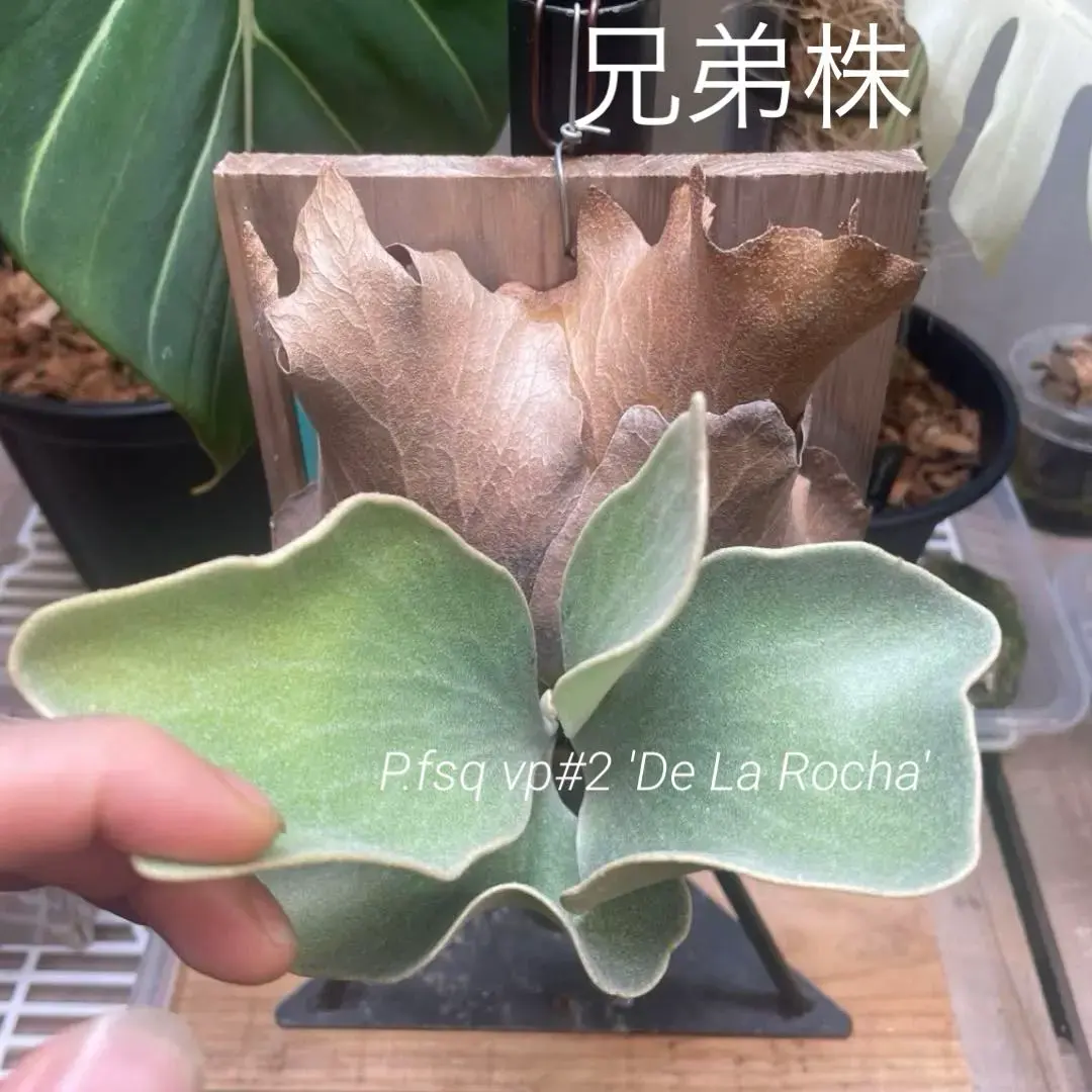 2026年最新】デラロ ビカクシダの人気アイテム - メルカリ