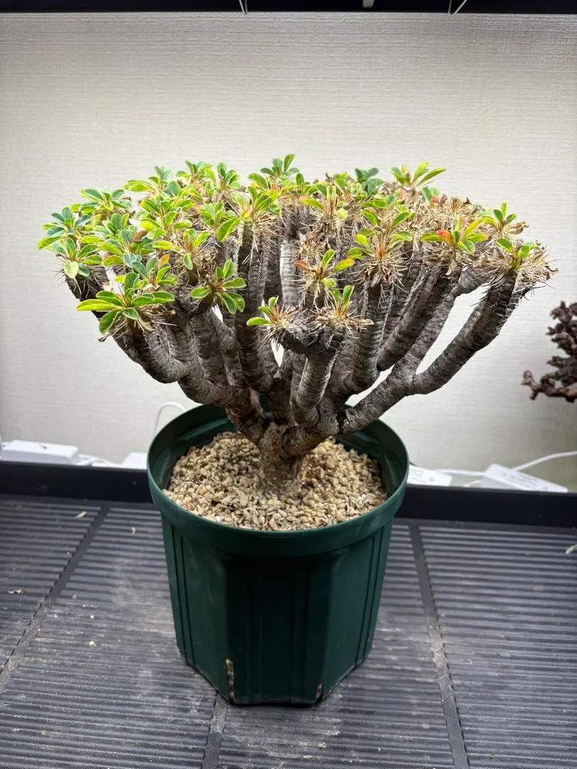 2026年最新】ギラウミニアナ 現地球の人気アイテム - メルカリ