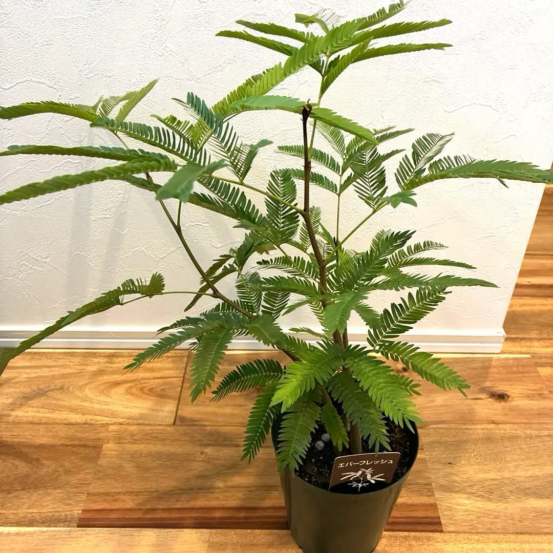 2026年最新】エバーフレッシュ 斑入りの人気アイテム - メルカリ