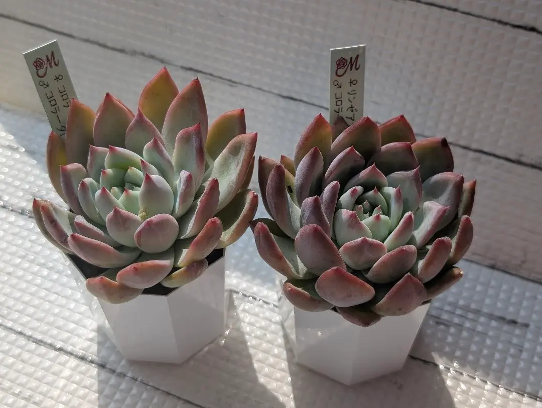 2026年最新】mさん苗コロラータの人気アイテム - メルカリ