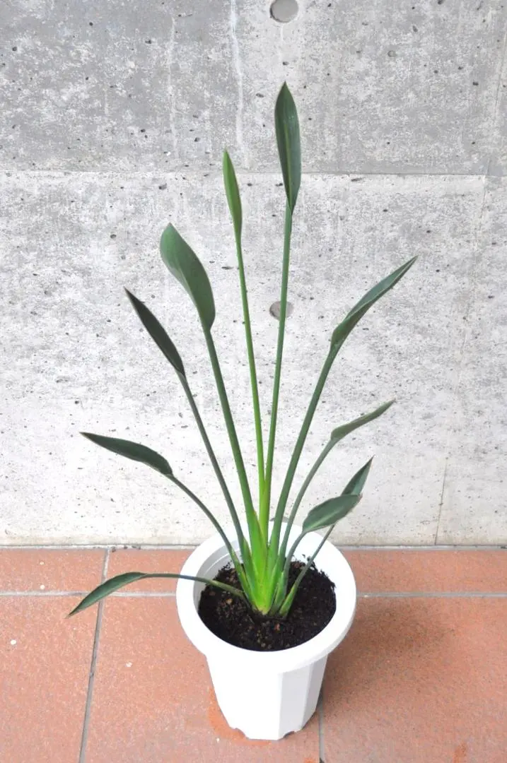 2026年最新】ストレリチア ノンリーフの人気アイテム - メルカリ