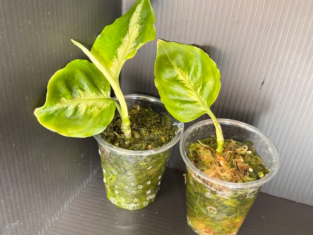 2026年最新】アグラオネマピクタム アンダマンの人気アイテム - メルカリ