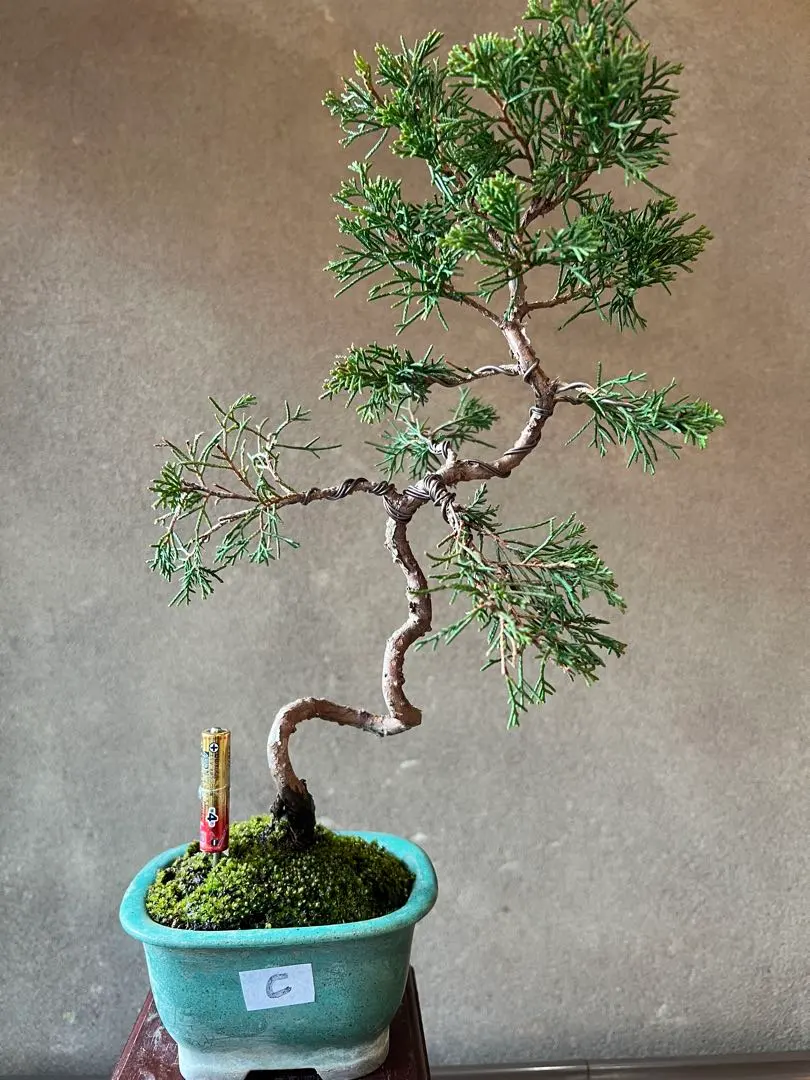 2026年最新】真柏 文人の人気アイテム - メルカリ