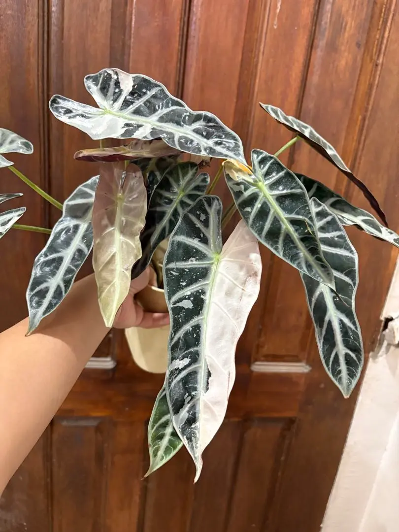 2026年最新】アロカシア バンビーノ ピンクの人気アイテム - メルカリ