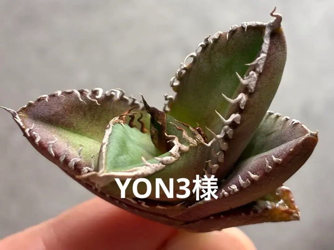 2026年最新】オアハカワイルドの人気アイテム - メルカリ