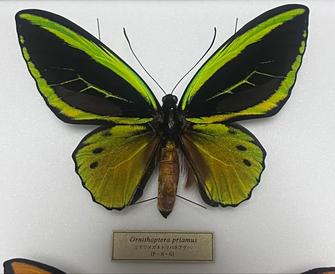 2026年最新】ミドリメガネトリバネアゲハの人気アイテム - メルカリ