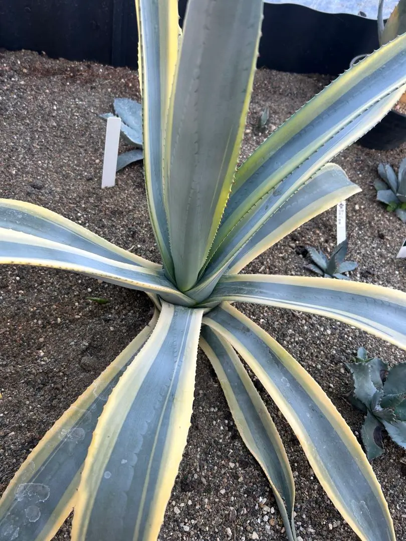 2026年最新】フランゾシニーの人気アイテム - メルカリ