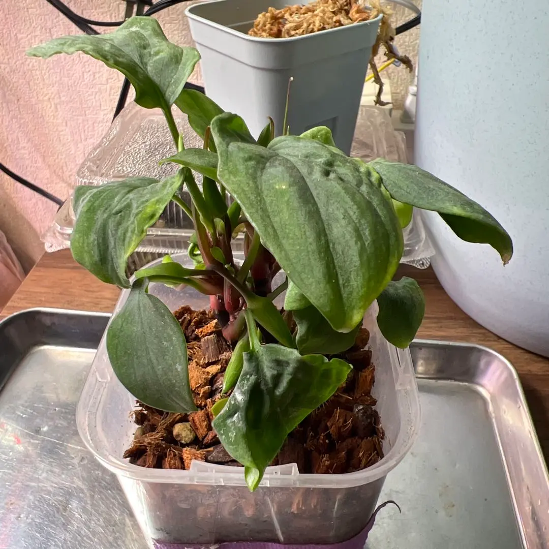 2026年最新】ホマロメナ ブラックの人気アイテム - メルカリ