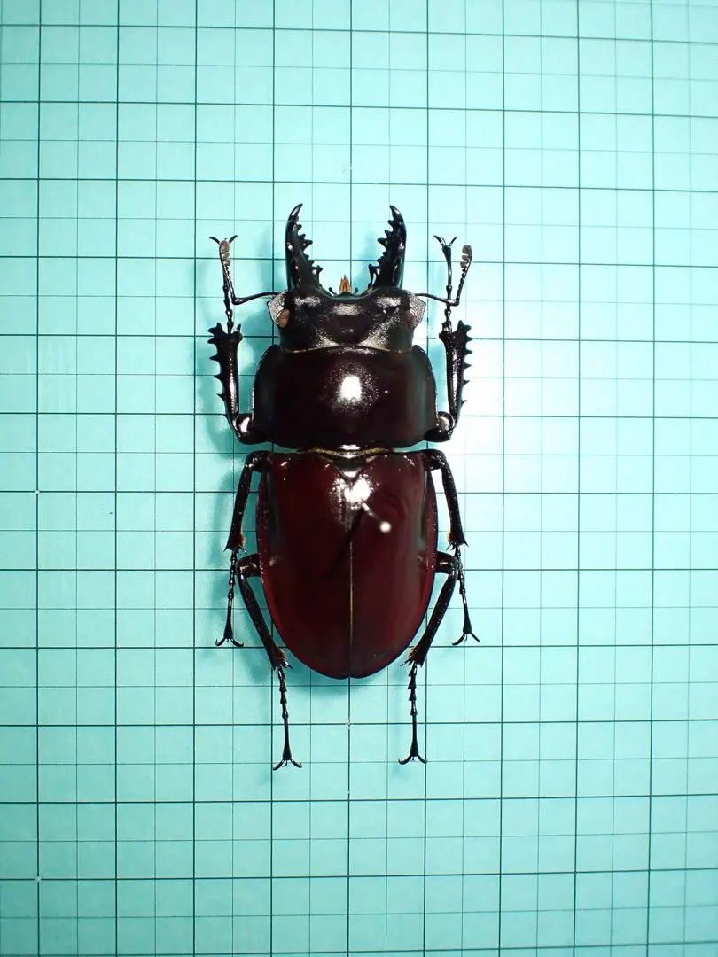 2026年最新】ヤエヤママルバネクワガタ標本の人気アイテム - メルカリ