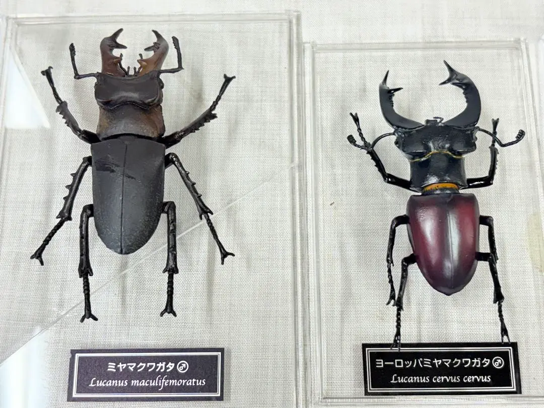 2026年最新】ヨーロッパミヤマ 標本の人気アイテム - メルカリ