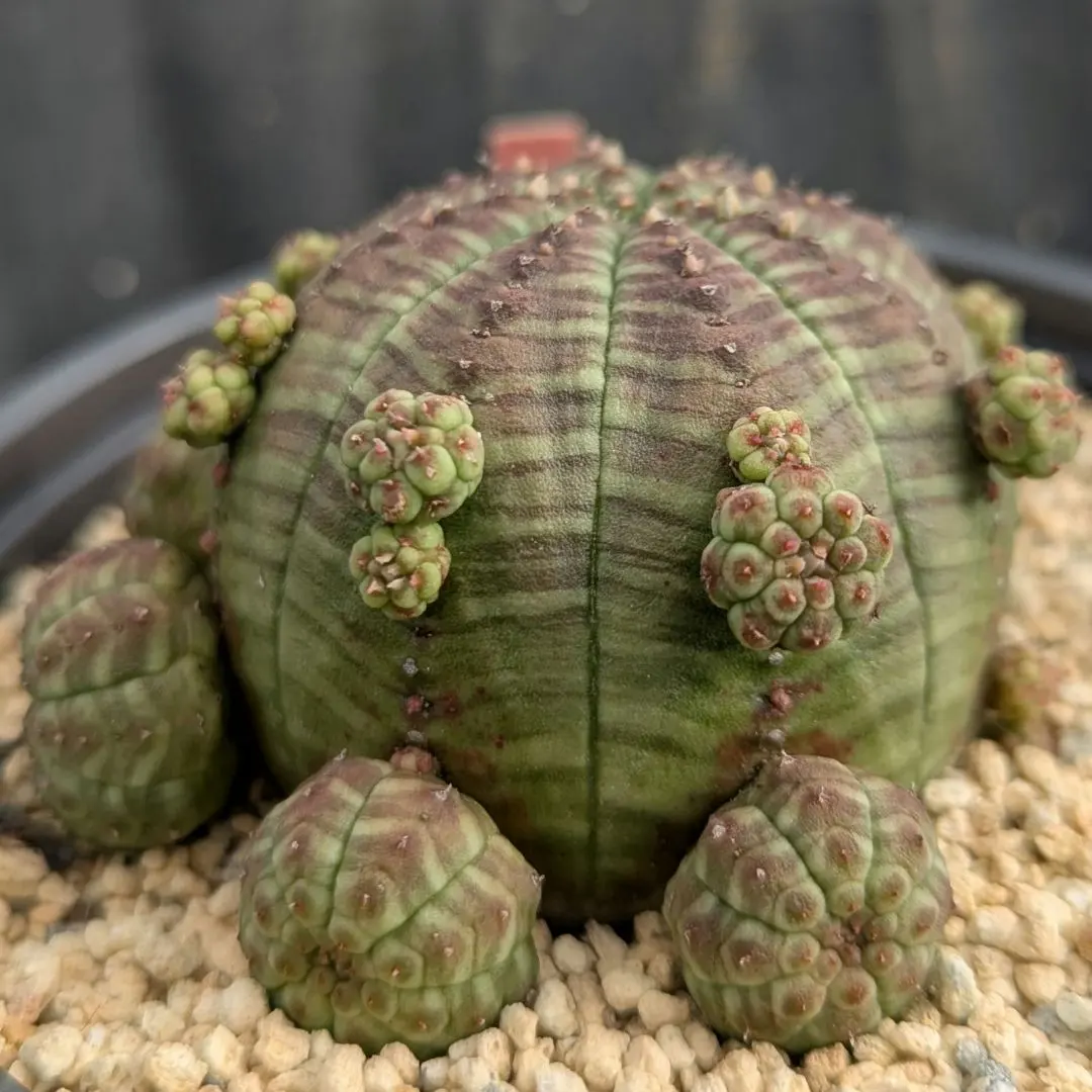 2026年最新】ユーフォルビア オベサ モンストの人気アイテム - メルカリ