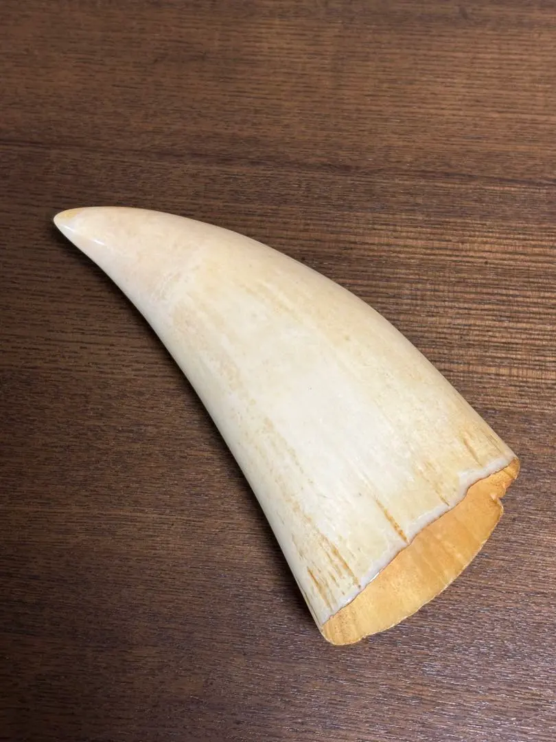 2026年最新】鯨歯 印材の人気アイテム - メルカリ