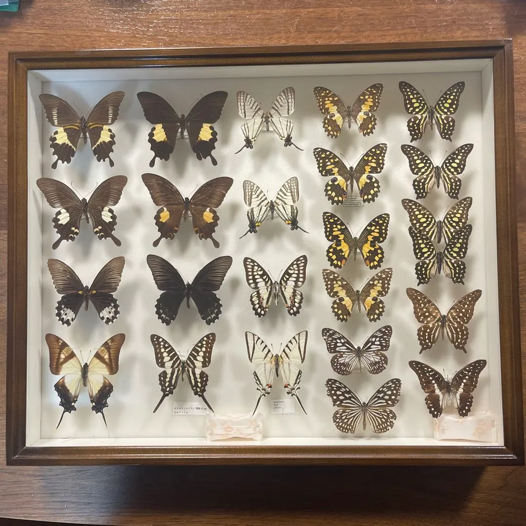 2026年最新】蝶標本 ドイツ箱の人気アイテム - メルカリ