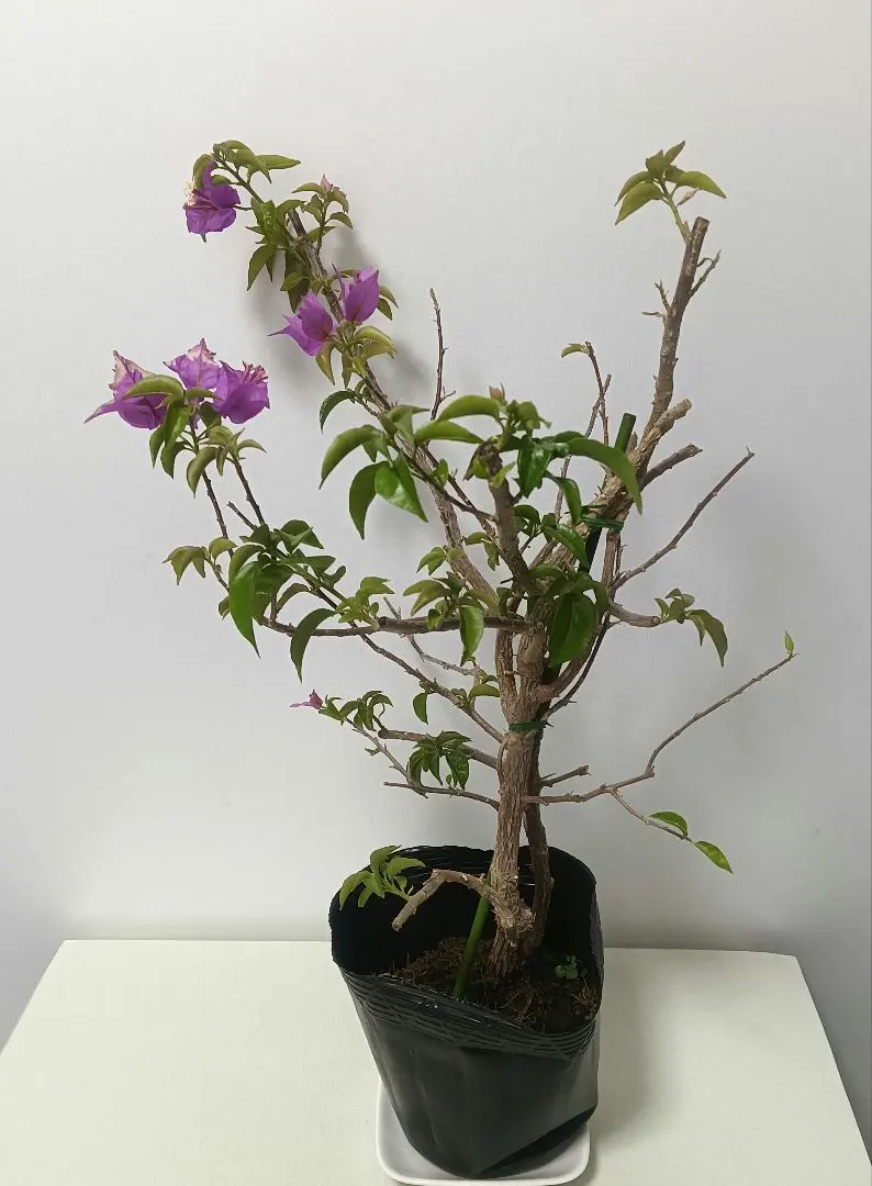 2026年最新】ブーゲンビリア 盆栽の人気アイテム - メルカリ