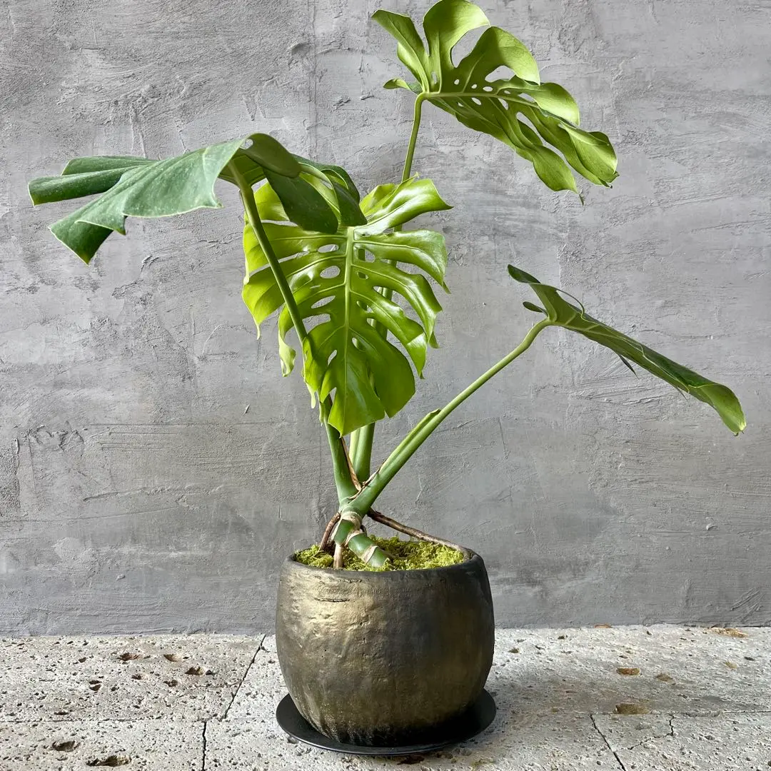 2026年最新】モンステラ根上がりの人気アイテム - メルカリ