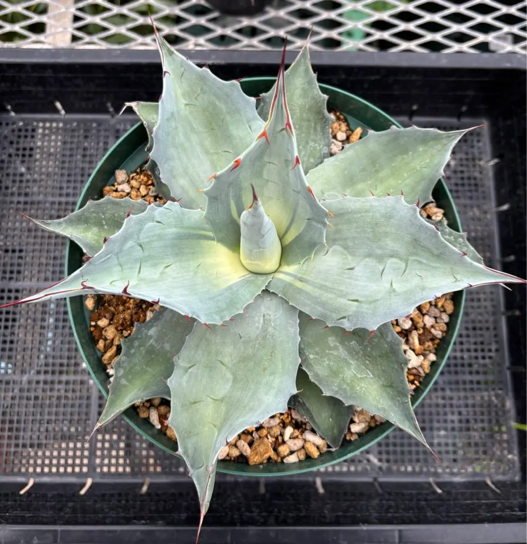 2026年最新】アウェイクニングエンジェルの人気アイテム - メルカリ