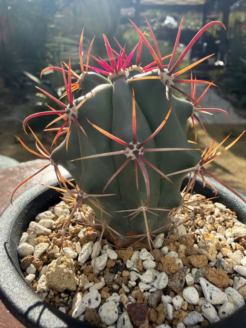 2026年最新】刈穂玉の人気アイテム - メルカリ