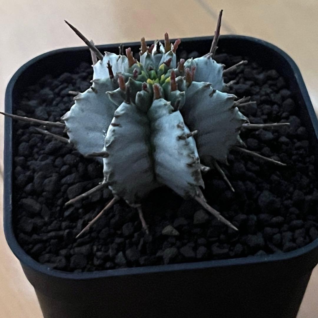 佐*太様 ユーフォルビアホリダ 勝岡アルバ 純血統 極上 雌株 カキ子SSS