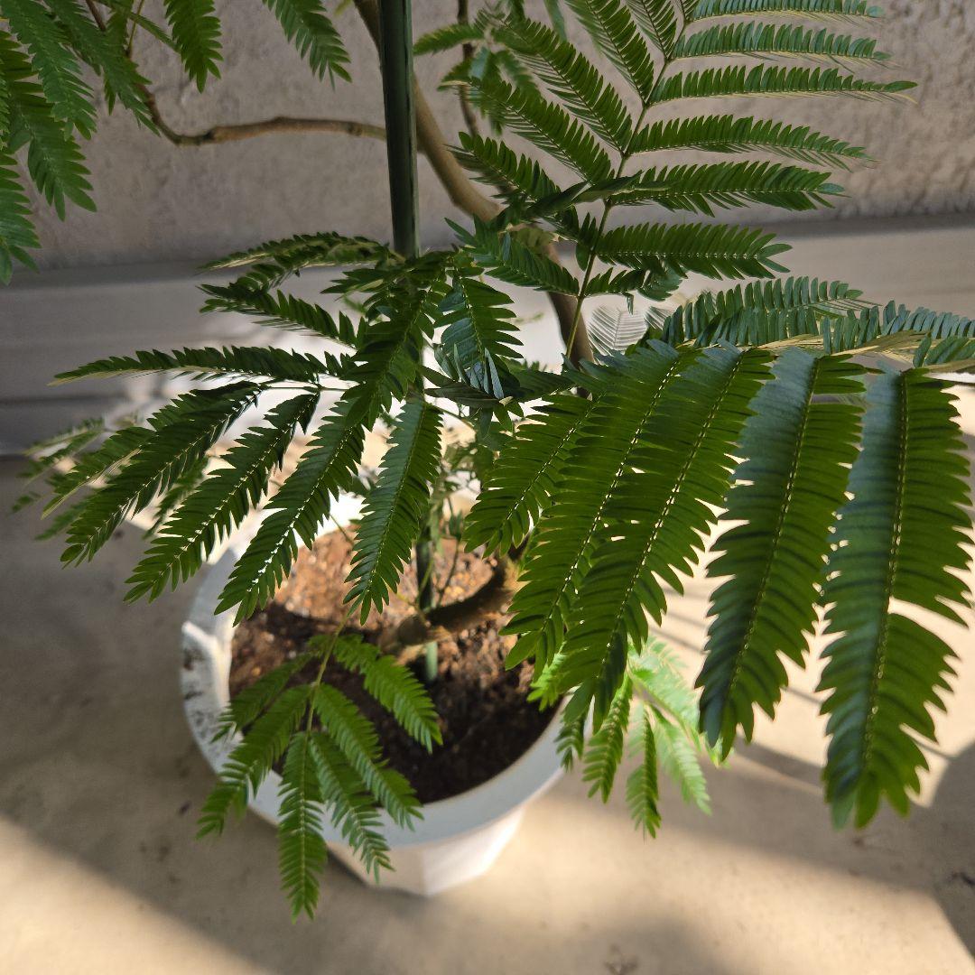 ⑪ エバーフレッシュ 曲がり仕立て 10号 特大苗木最高等級極上品