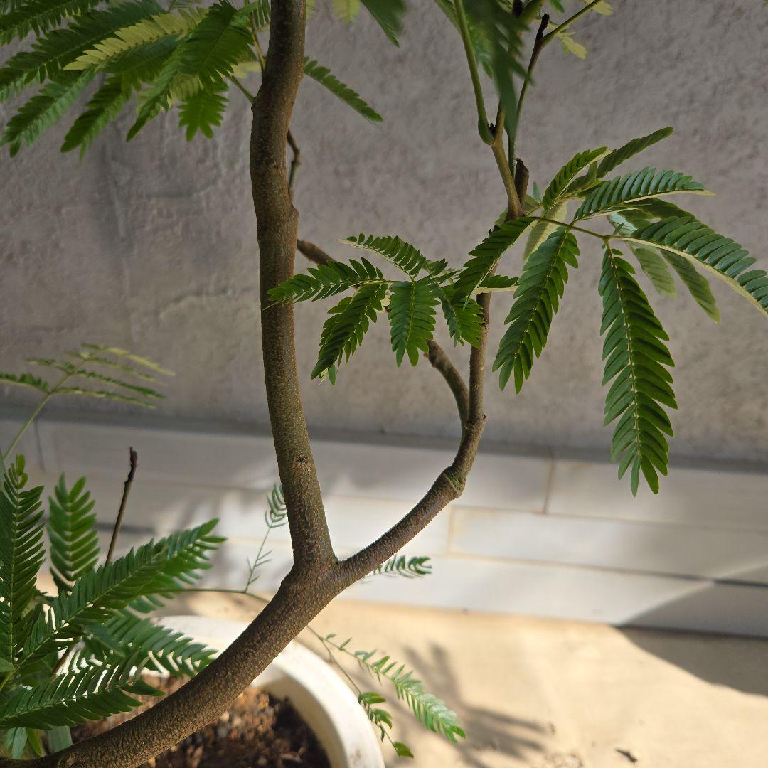 ⑪ エバーフレッシュ 曲がり仕立て 10号 特大苗木最高等級極上品