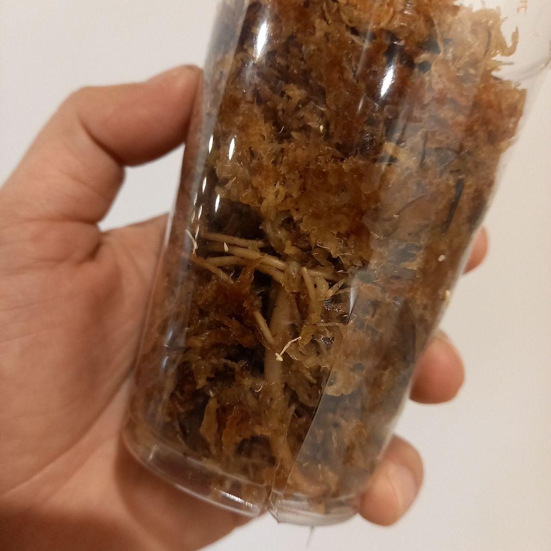 超絶希少 ザミオクルカス ゴールデンミューテーション - メルカリ