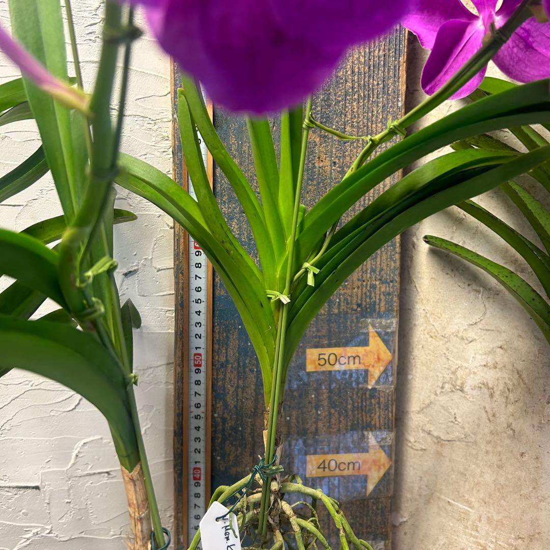 洋蘭 バンダ 4種4株 ハンギング - メルカリ