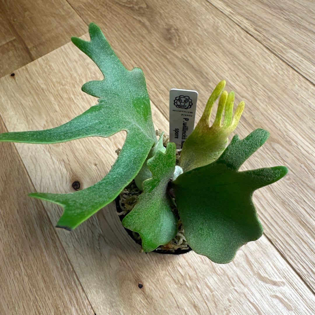ビカクシダ P.willinckii nano spore スポア 胞子培養 - メルカリ