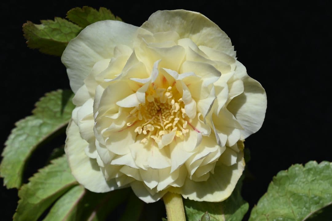 クリスマスローズ 認定アフロディーテ ゴールド 加藤農園 - メルカリ