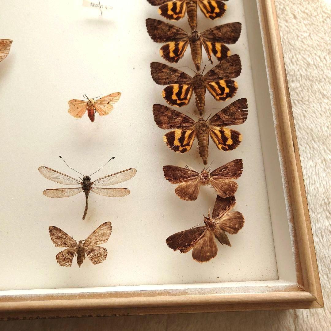 中古 大型ドイツ箱 蛾などの標本あり 破損あり 中野製作所 ガラス 標本