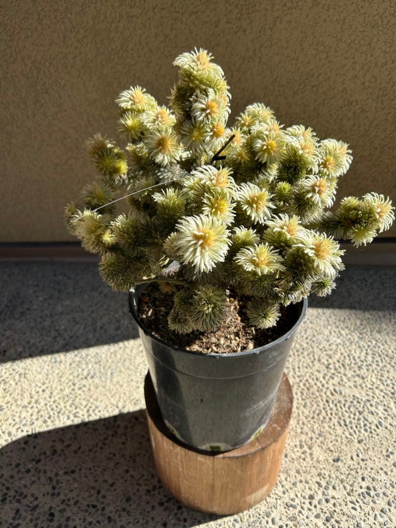 フィリカプベッセンスワフトフェザー7号特A① - メルカリ