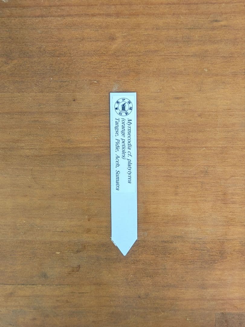 ミルメコディア プラティティレア オレンジ ペティオールズ アリ植物