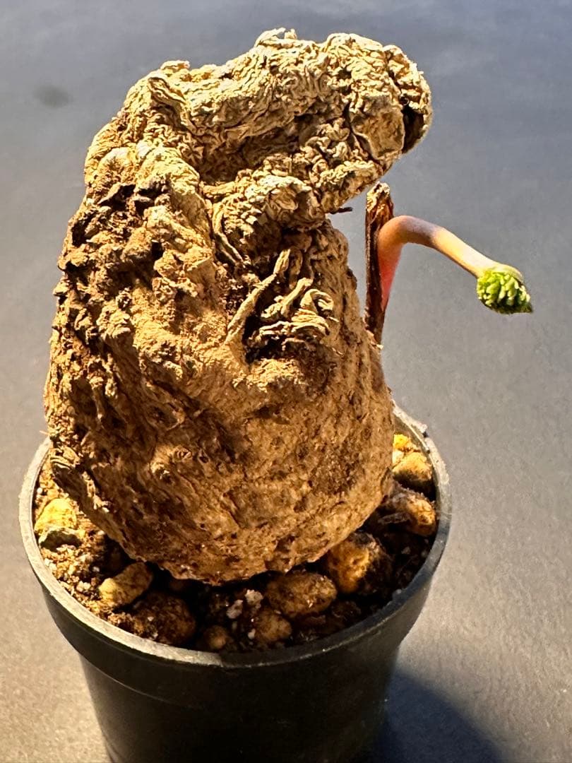 半*ー様 エリオスペルマムムルチフィダムEriospermum multifid