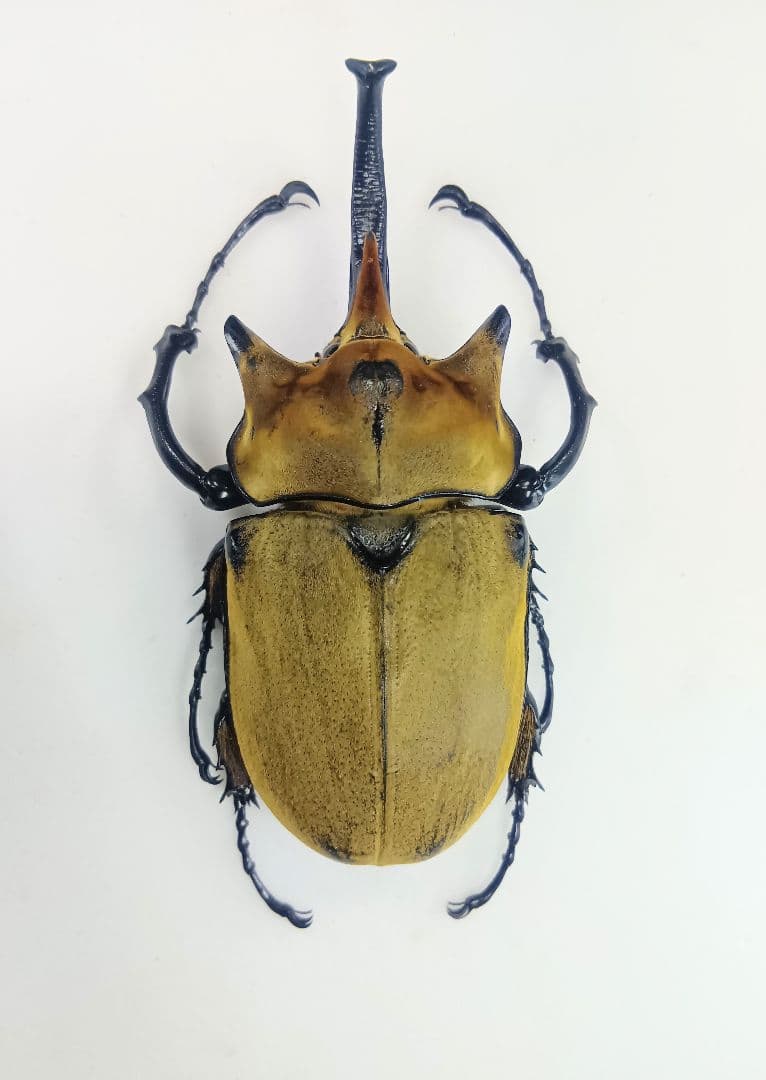 ※週末限定特価！イイジマゾウカブト♂野外標本 今度は成功か⁉️ かなりレアなゾウカブト(イイジマゾウカブト♂)の良質