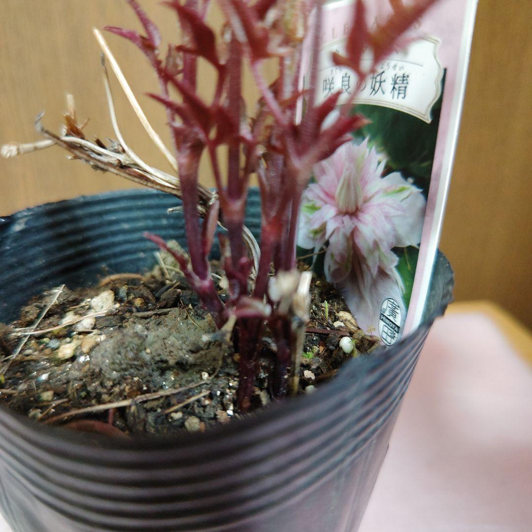 ✿新品種クレマチス 咲良の妖精✿ - メルカリ
