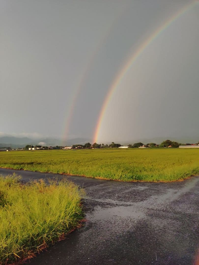 samページ「せとか４年生」「ブラッドオレンジ」 柑橘(甘平、せとか、ブラッドオレンジ)セット - メルカリ