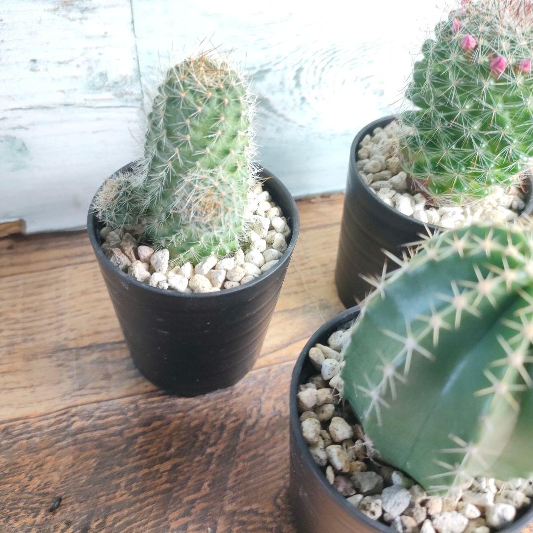厳選サボテン 5種セット 2.5号サイズ サボテン 多品種 - メルカリ