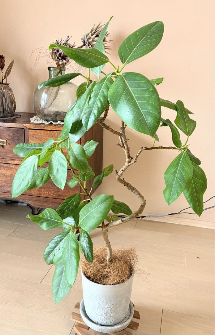 フィカス.ベンガレンシス 曲がり仕立て ゴムの木 《苗木発送》 - メルカリ