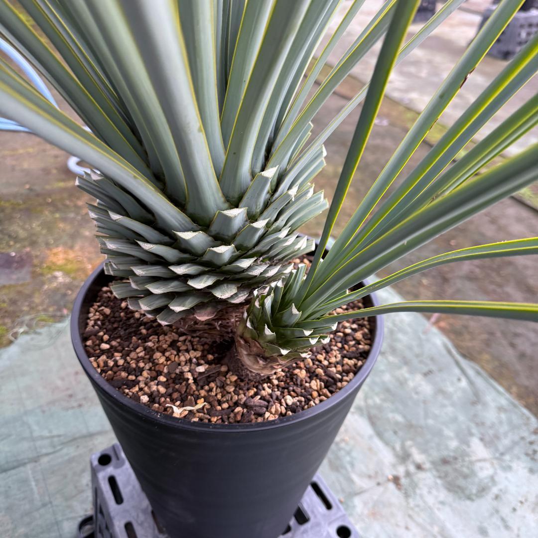 AL1122】ユッカ リギダ 超希少トリプルヘッド