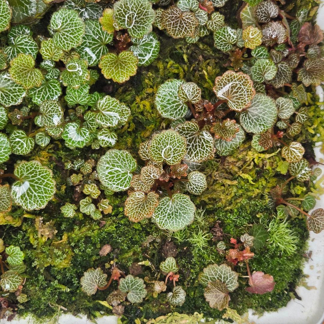 参考出品用・超豪華種親特盛✨️八房姫ユキノシタ✨️