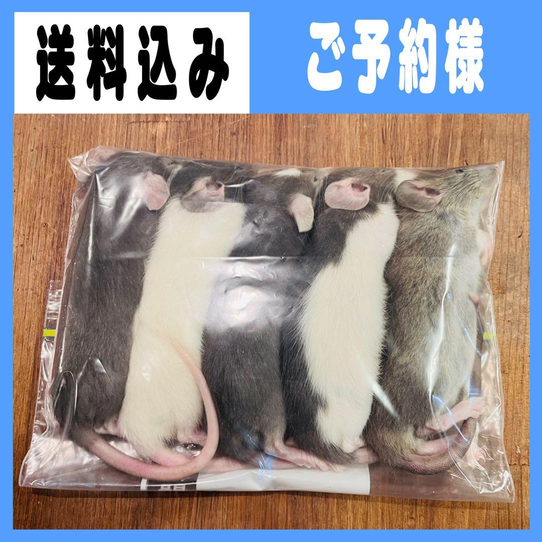 kou フォーム Motovation USA > Bonamici Racing Adjustable Rearsets for Kawasaki