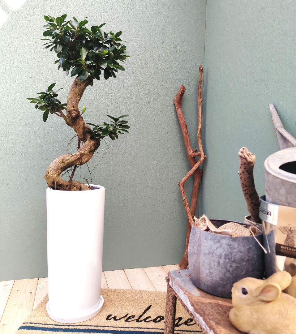 ガジュマル 【現品】昇り龍 曲がり 曲線 7号ロング 陶器 - メルカリ