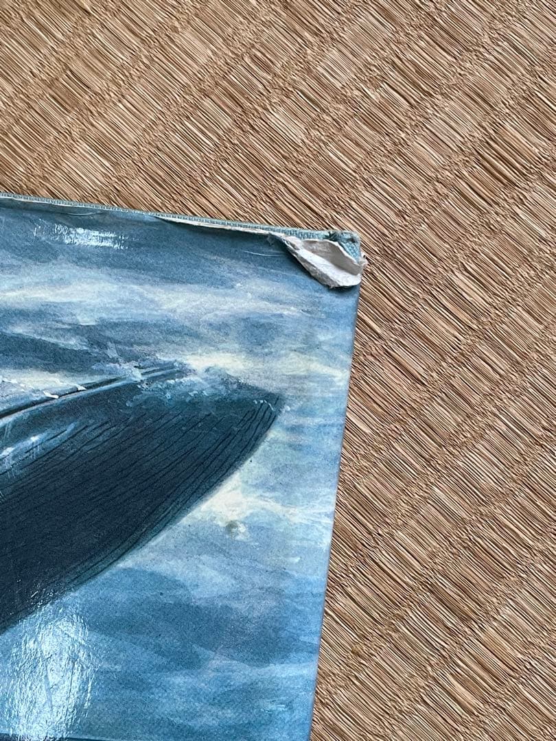 洋書 貴重！クジラとイルカに関する図鑑 アンソニー・R・マーティン