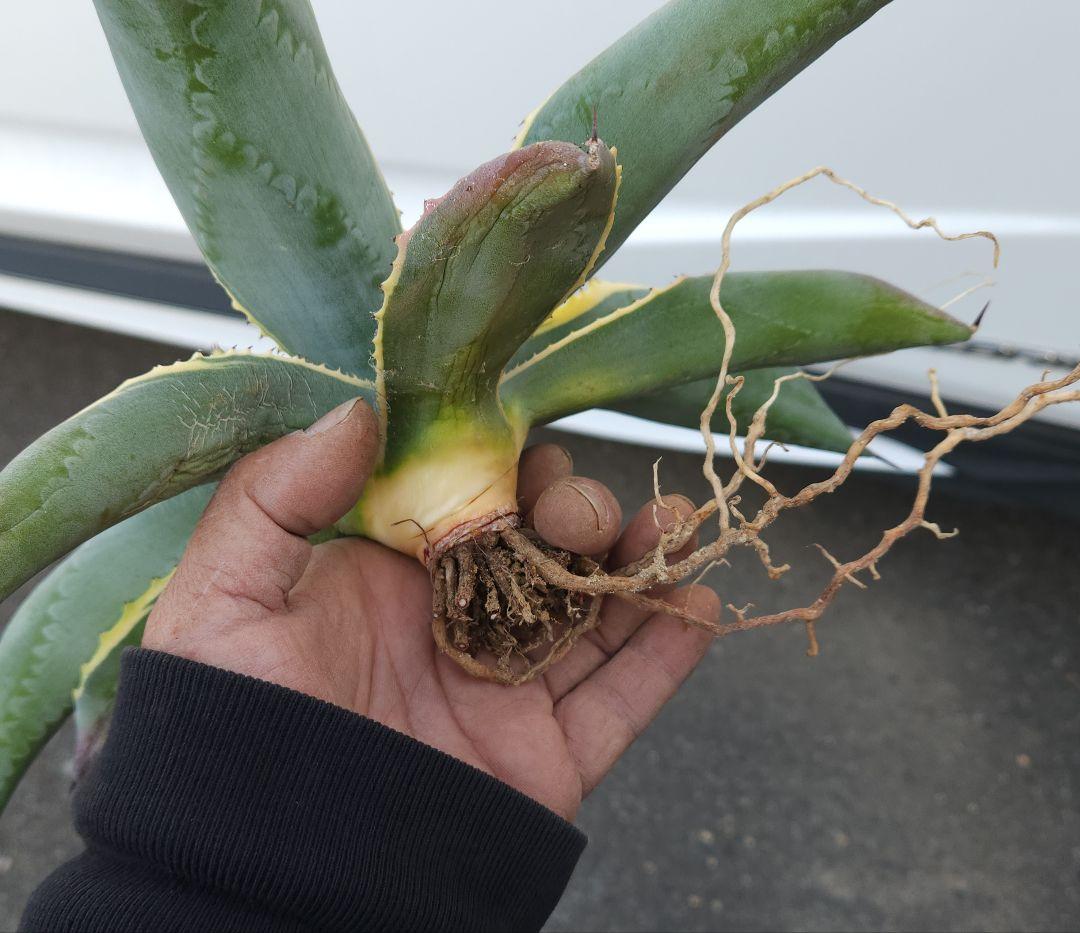 アガベ サルミアナ リップルエフェクト 今期ラスト - メルカリ